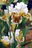 giardino_iris078