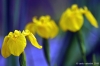 giardino_iris079