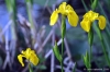 giardino_iris082