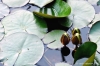 giardino_iris087