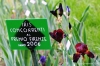 giardino_iris091