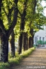 giogoli_villa_martelli03