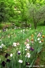 girdino_iris30