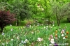 girdino_iris31