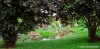 girdino_iris34