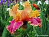 girdino_iris37