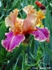 girdino_iris38