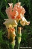 girdino_iris39