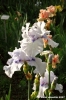 girdino_iris40