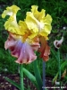 girdino_iris42