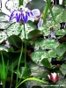 ninfea_giglio_acqua03