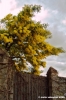 primavera_rovezzano10
