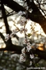primavera_rovezzano9