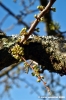 prugno_fioritura3