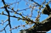 prugno_fioritura4
