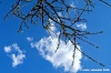 prugno_fioritura5
