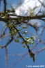 prugno_fioritura6