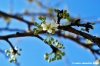 prugno_fioritura7