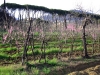 rovezzano01