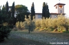 sfacciata_galluzzo2