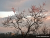 via_delle_campora1