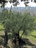 via_piazzola02