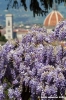viale_colli5