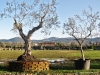 viale_pian_di_ripoli003