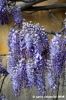 viale_righi_glicine16
