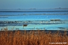 delta_po_gnocca30