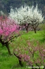 sasso_marconi08