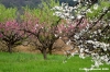 sasso_marconi10