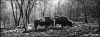 bisonti354_118