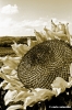girasole82_642
