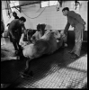 mattatoio10_206