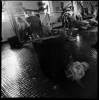 mattatoio10_309