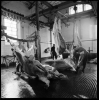 mattatoio10_410