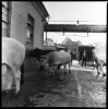 mattatoio11_206