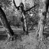 vinci20_102