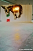 cucchi_asino01_02