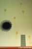 quarter_uova13
