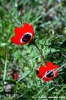 anemone1