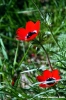 anemone2