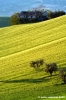 campagna_recanatese09