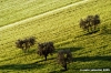 campagna_recanatese12