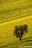 campagna_recanatese13