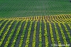 campagna_recanatese18