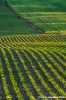 campagna_recanatese19