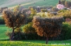 campagna_recanatese21
