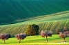 campagna_recanatese22